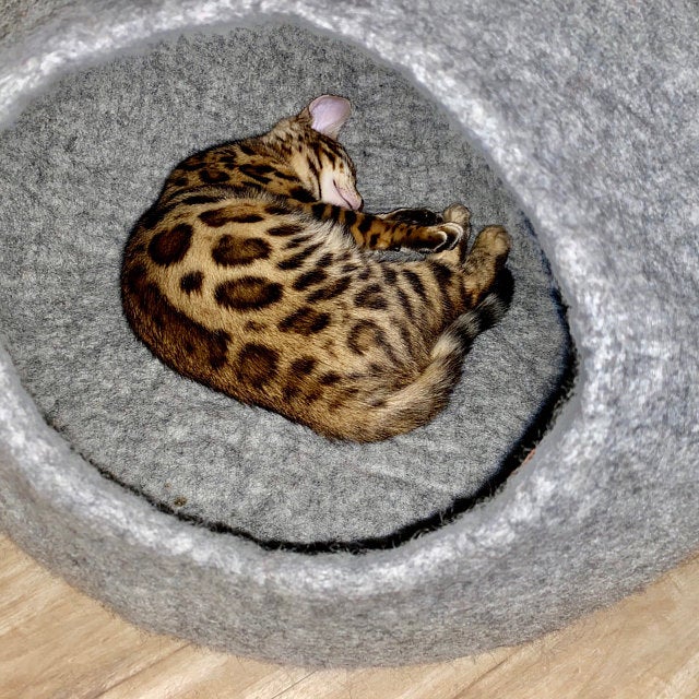 Best 2024 cat cave